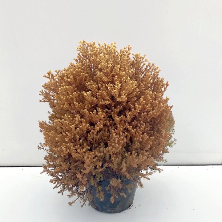 常緑コニファー ラインゴールド 5号大株 ※お届けに10日程度かかる場合がございます。|花木10-TN