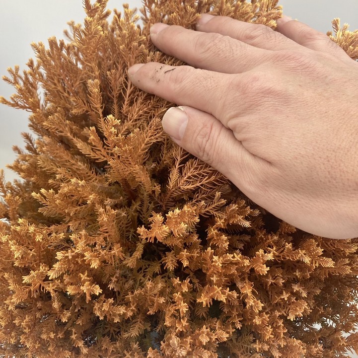 常緑コニファー ラインゴールド 5号大株 ※お届けに10日程度かかる場合がございます。|花木10-TN