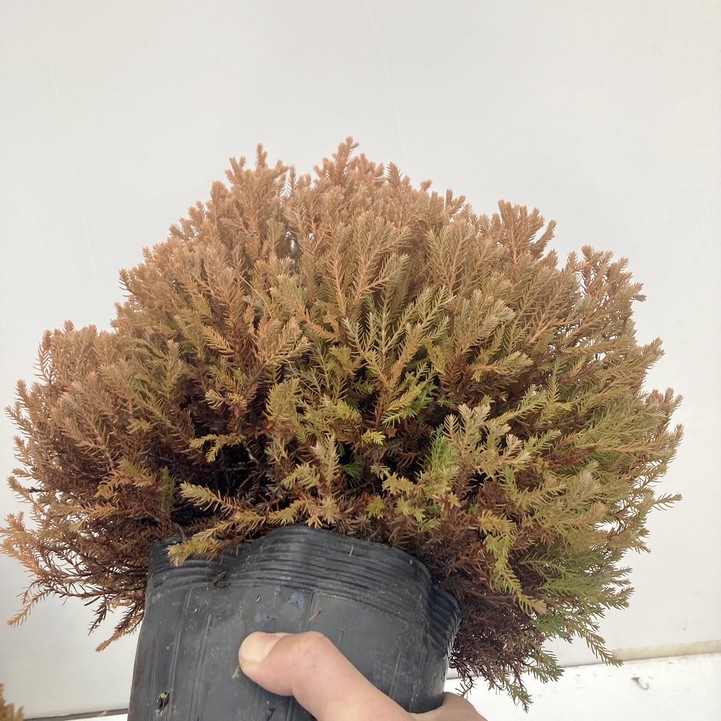 常緑コニファー ラインゴールド 5号大株 ※お届けに10日程度かかる場合がございます。|花木10-TN