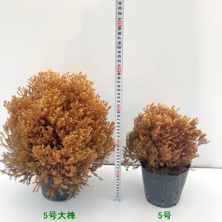 常緑コニファー ラインゴールド 5号大株 ※お届けに10日程度かかる場合がございます。|花木10-TN