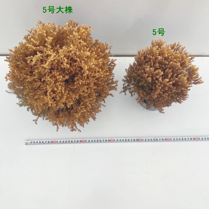 常緑コニファー ラインゴールド 5号大株 ※お届けに10日程度かかる場合がございます。|花木10-TN