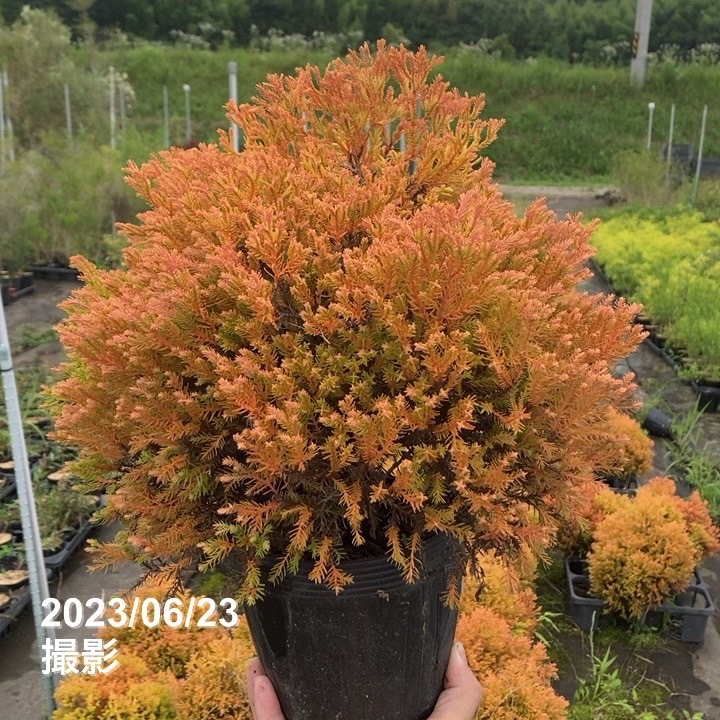 常緑コニファー ラインゴールド 5号大株 ※お届けに10日程度かかる場合がございます。|花木10-TN