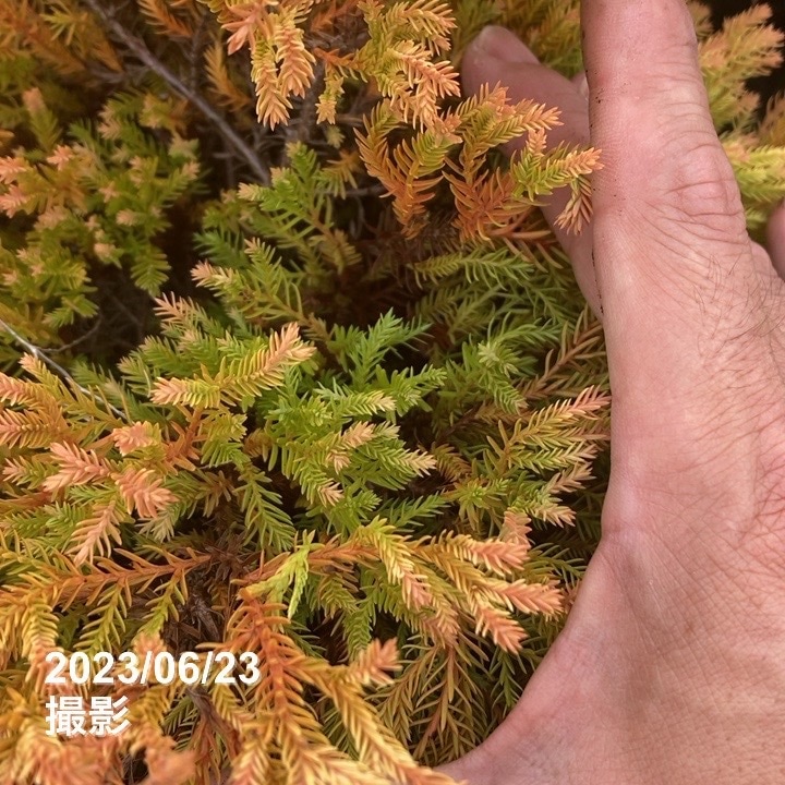 ヒカゲノカズラ　今期最終ご予約 ヒカゲノカズラ 今期最終ご予約 ヒカゲノカズラご予約ページ