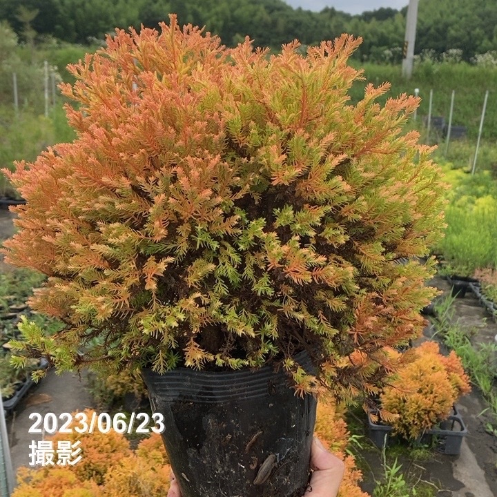 常緑コニファー ラインゴールド 5号大株 ※お届けに10日程度かかる場合がございます。|花木10-TN
