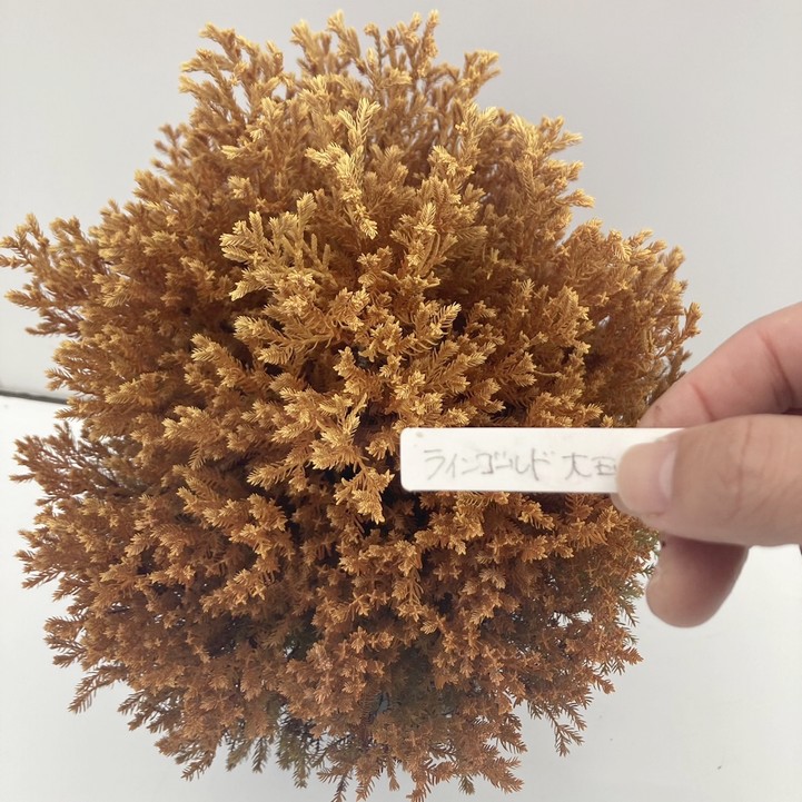 常緑コニファー ラインゴールド 5号大株 ※お届けに10日程度かかる場合がございます。|花木10-TN