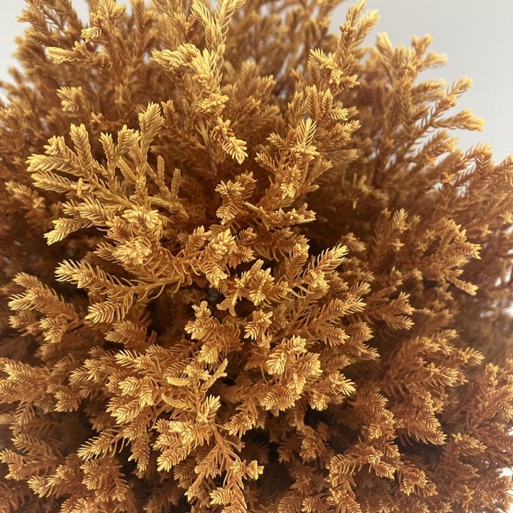 常緑コニファー ラインゴールド 5号大株 ※お届けに10日程度かかる場合がございます。|花木10-TN