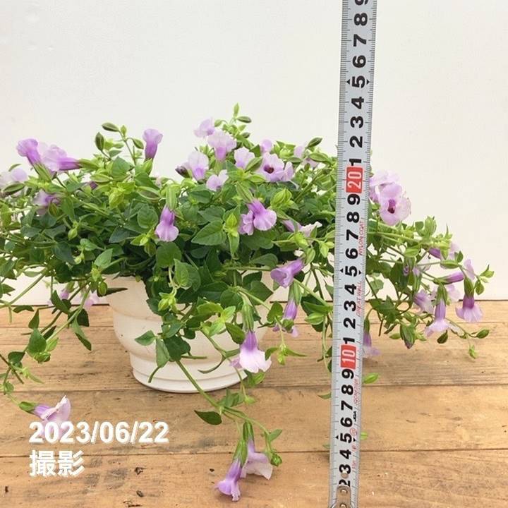 数量限定】大株！PW スーパートレニア カタリーナ アイスリバー 6号