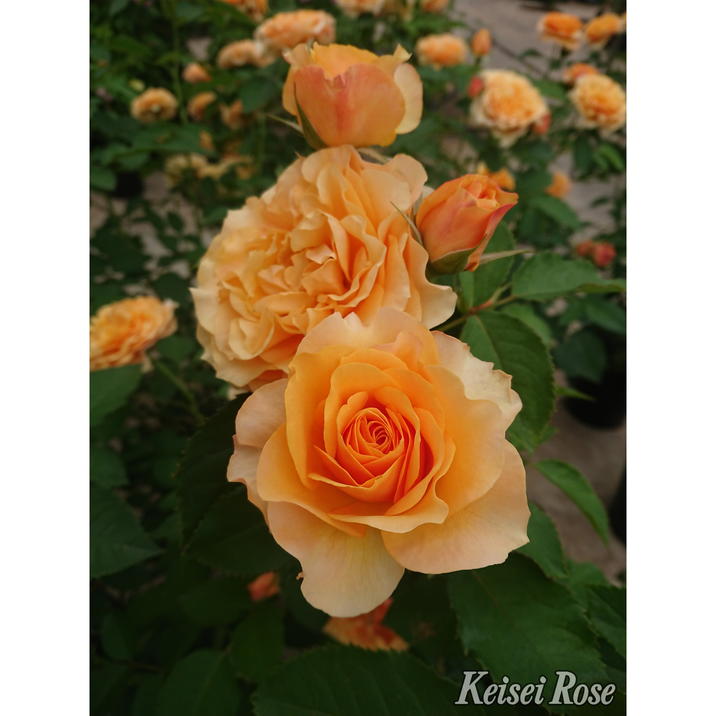 バラ大苗 カントリー トレンドセッター 6号 京成バラ園芸｜花木04-PA