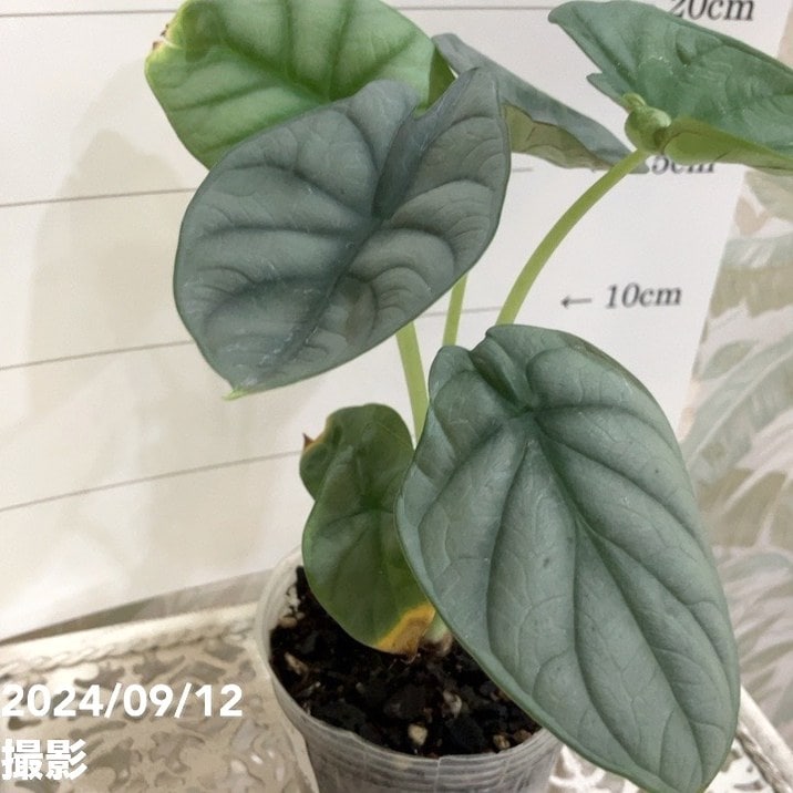 極斑 アロカシア シルバードラゴン アルボ アロカシア・シルバー