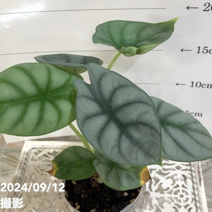 アロカシア シルバードラゴン 2.5号｜観葉04-PA | 観葉・多肉