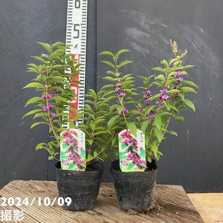超絶品。ムラサキシキブ本株立ち3.2M(鉢底から)◎紫式部◎シンボル