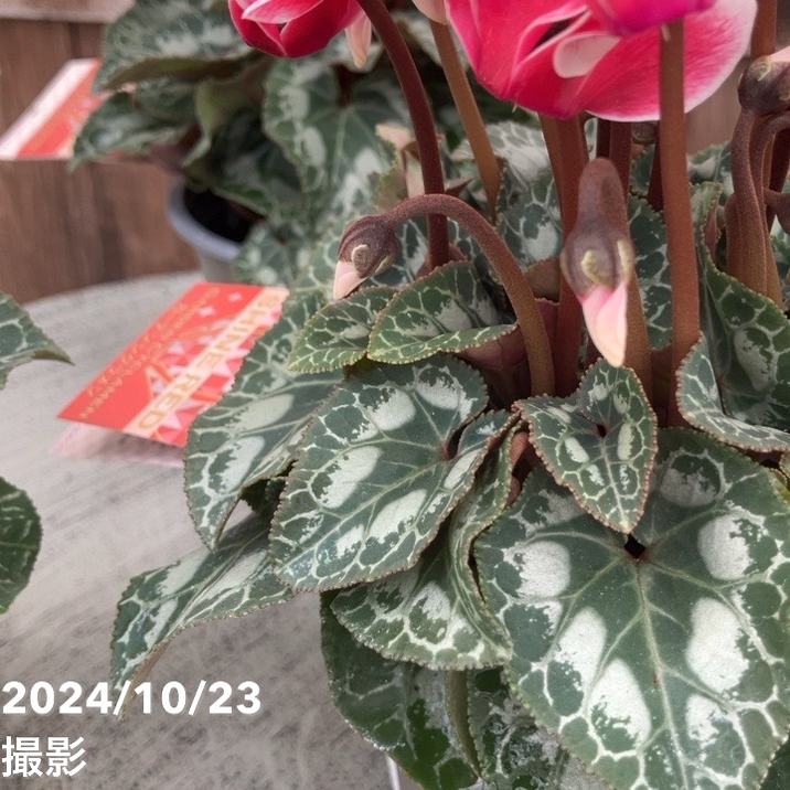 ガーデンシクラメン シャインレッド SHINERED 3号×3株セット｜草花04