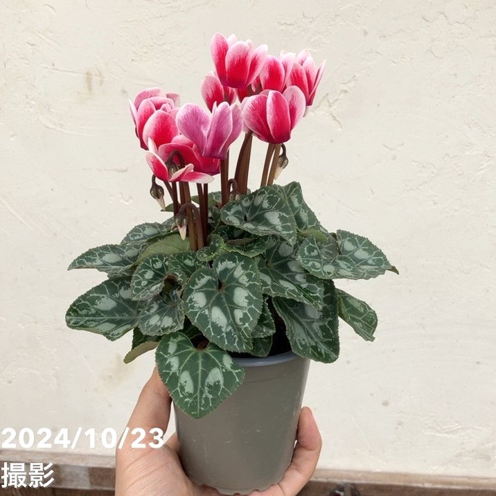 ガーデンシクラメン シャインレッド SHINERED 3号×3株セット｜草花04