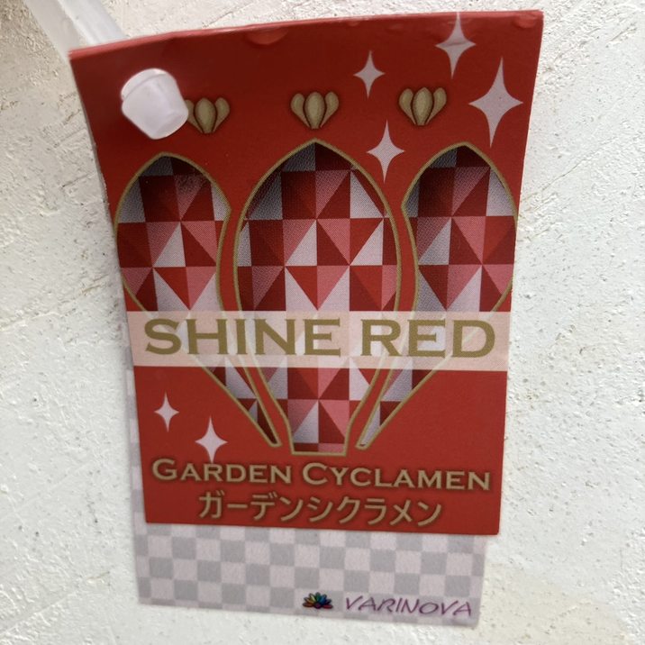 ガーデンシクラメン シャインレッド SHINERED 3号×3株セット｜草花04