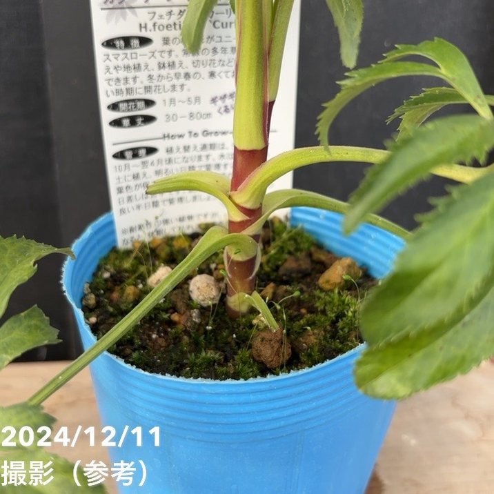 クリスマスローズ Fujita フジタ dd 大木ナーセリー 開花苗 5号鉢 楽天