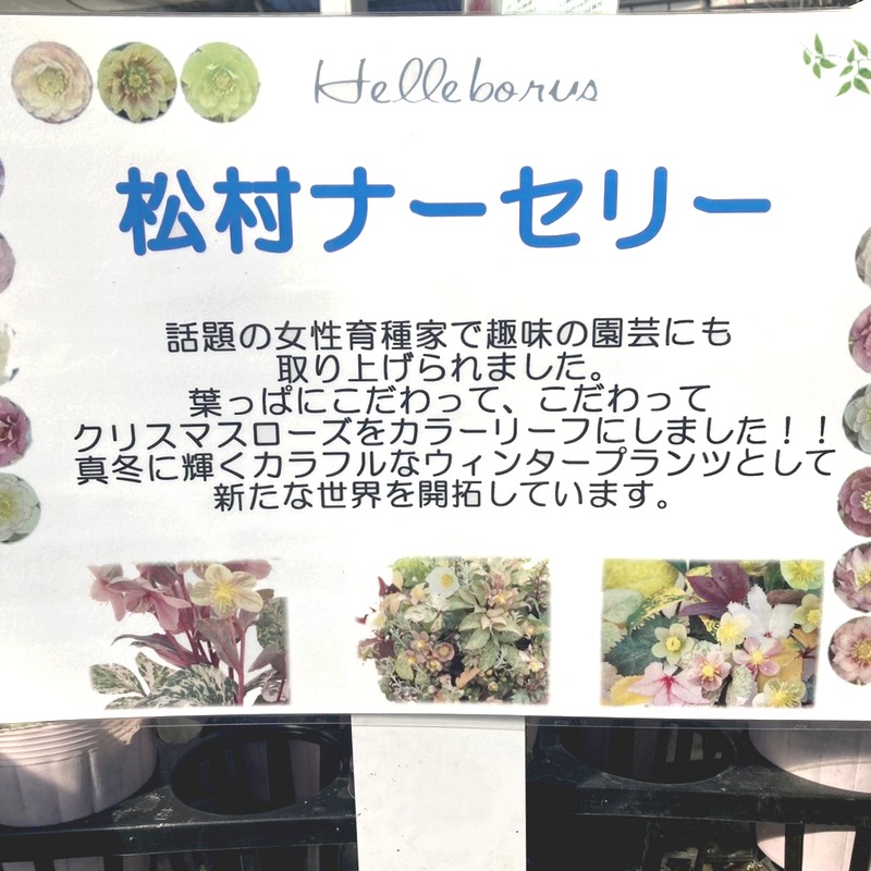 カラーリーフクリスマスローズ 3.5号 フェチダス カーリー 松村ナーセリー|山野04-PA
