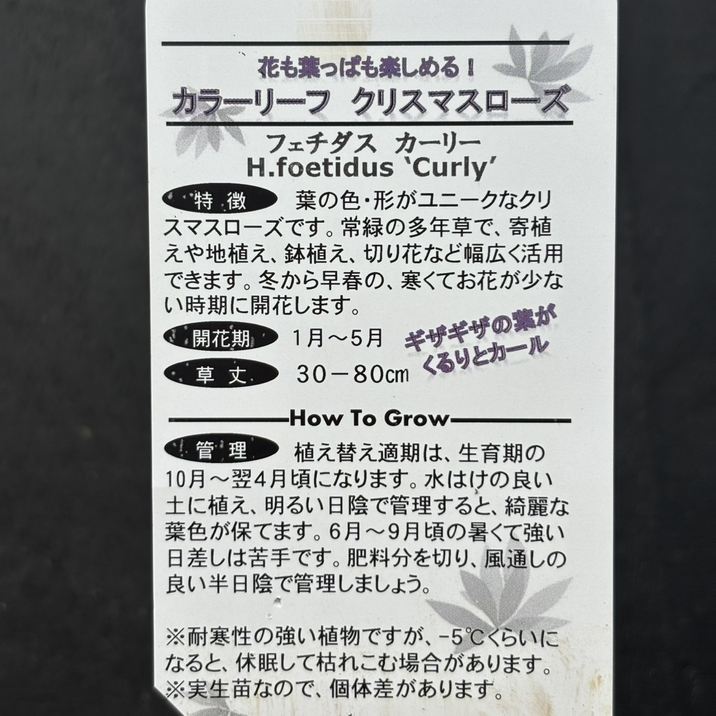 カラーリーフクリスマスローズ 3.5号 フェチダス カーリー 松村ナーセリー|山野04-PA