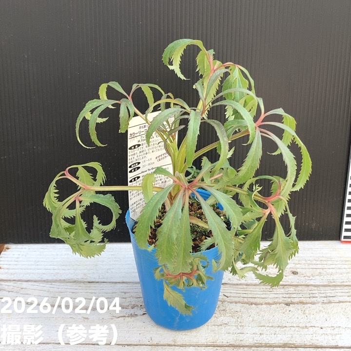 カラーリーフクリスマスローズ 3.5号 フェチダス カーリー 松村