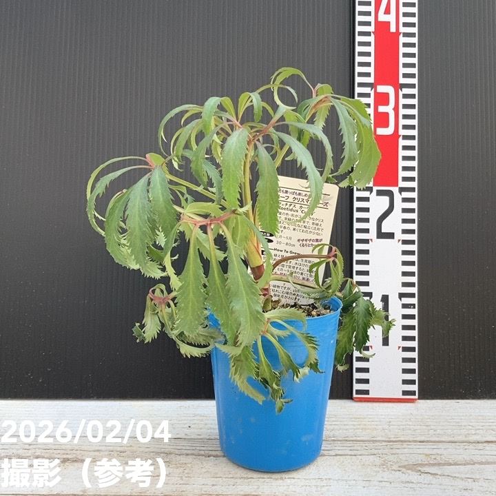 カラーリーフクリスマスローズ 3.5号 フェチダス カーリー 松村