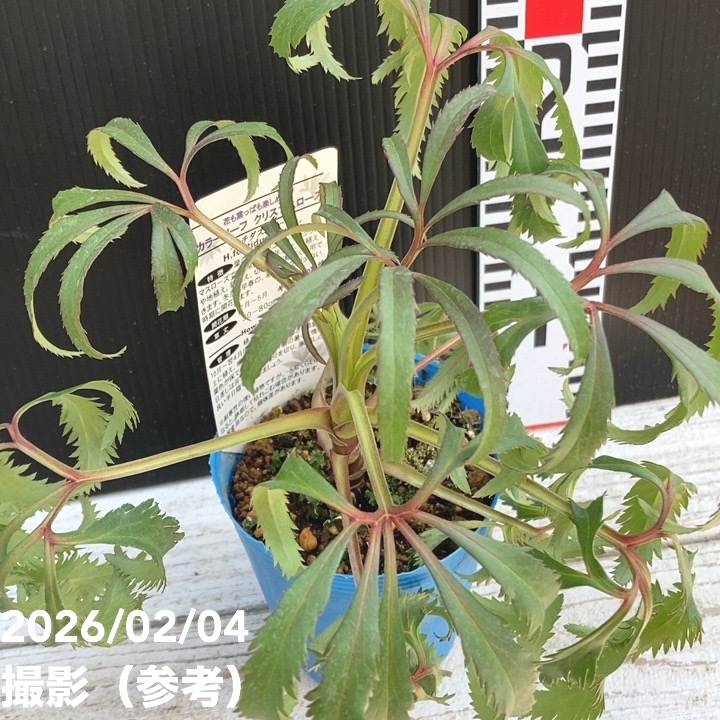 カラーリーフクリスマスローズ 3.5号 フェチダス カーリー 松村