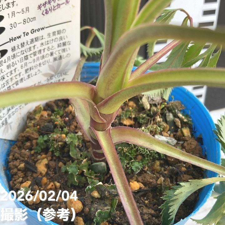 カラーリーフクリスマスローズ 3.5号 フェチダス カーリー 松村ナーセリー|山野04-PA