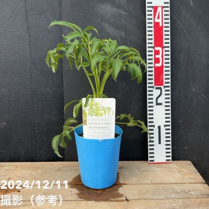 カラーリーフクリスマスローズ 3.5号 フェチダス カーリー 松村