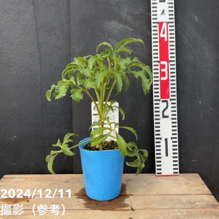 カラーリーフクリスマスローズ 3.5号 フェチダス カーリー 松村ナーセリー|山野04-PA