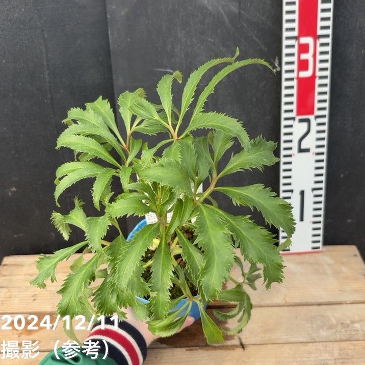 カラーリーフクリスマスローズ 3.5号 フェチダス カーリー 松村