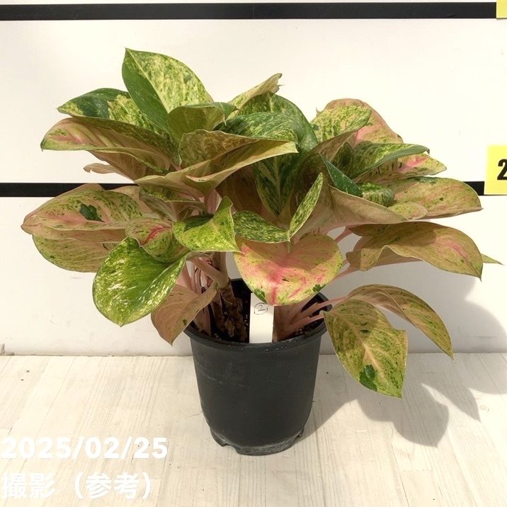 激レア！現品お届け】アグラオネマ 5号 ピンクイメリタス（2）｜観葉10