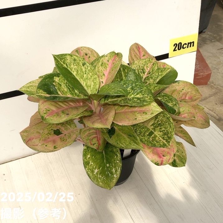 アグラオネマ ピンクイメリタス　② その他観葉植物