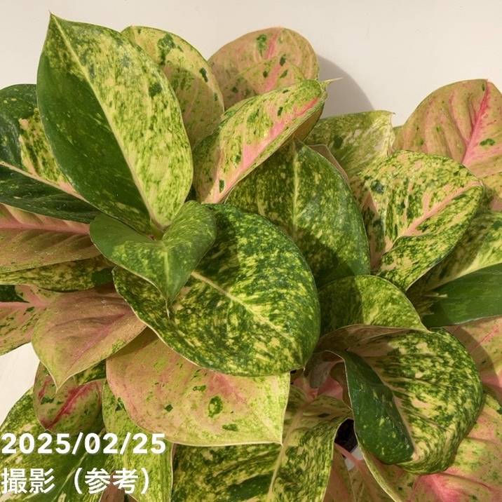 激レア！現品お届け】アグラオネマ 5号 ピンクイメリタス（2）｜観葉10