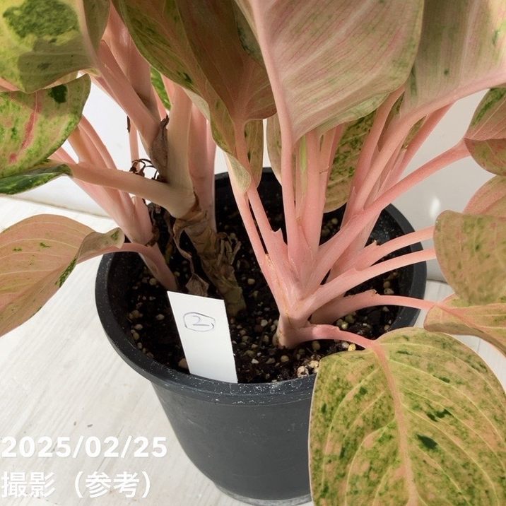 激レア！現品お届け】アグラオネマ 5号 ピンクイメリタス（2）｜観葉10