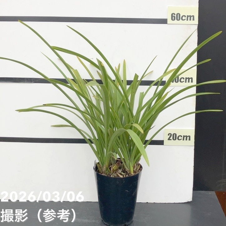 <花芽4個>キンリョウヘン 5号|ミツバチ蘭|洋蘭10-TU