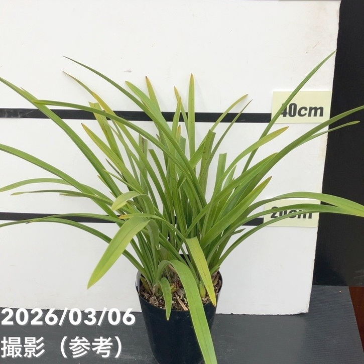 <花芽4個>キンリョウヘン 5号|ミツバチ蘭|洋蘭10-TU