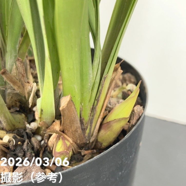 <花芽4個>キンリョウヘン 5号|ミツバチ蘭|洋蘭10-TU