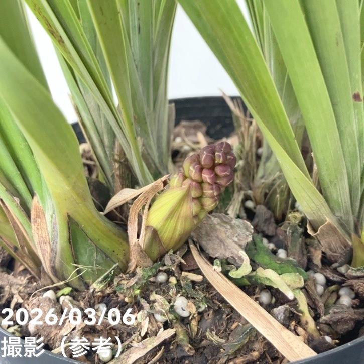 <花芽4個>キンリョウヘン 5号|ミツバチ蘭|洋蘭10-TU