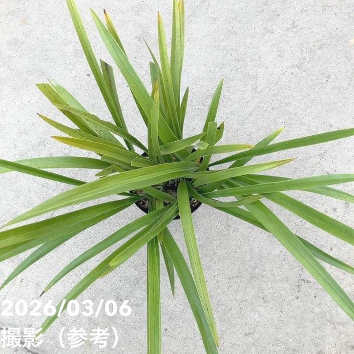 <花芽4個>キンリョウヘン 5号|ミツバチ蘭|洋蘭10-TU