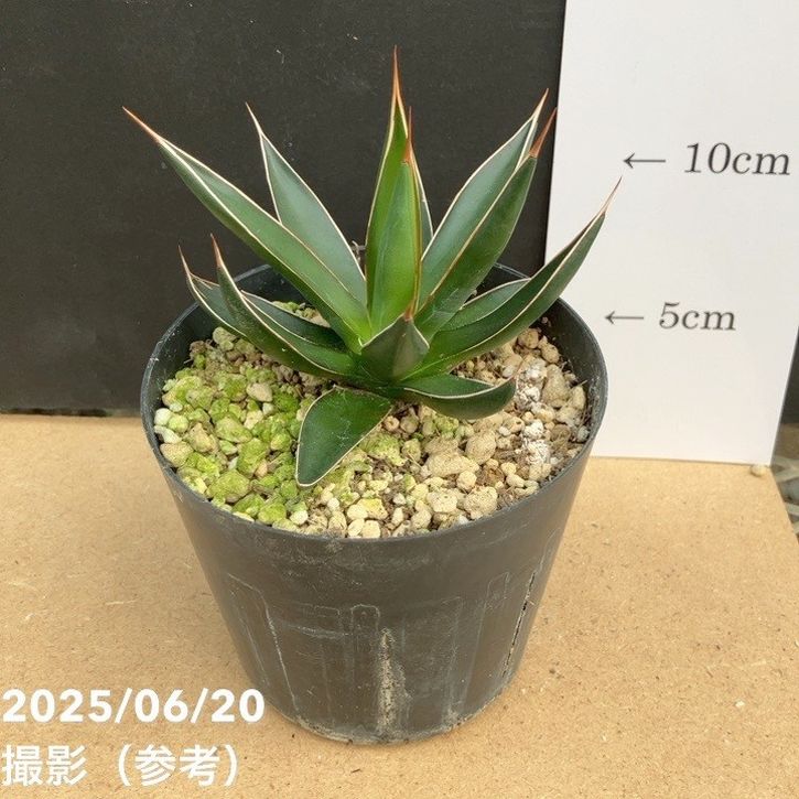 アガベ 3.5号 オカフィ|観葉01-D1