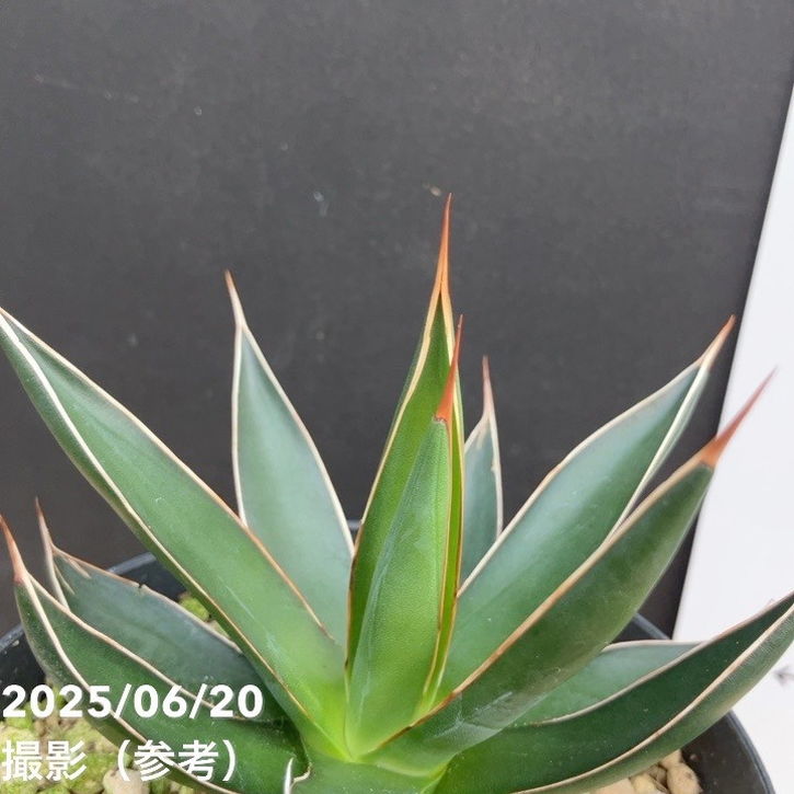 アガベ 3.5号 オカフィ|観葉01-D1