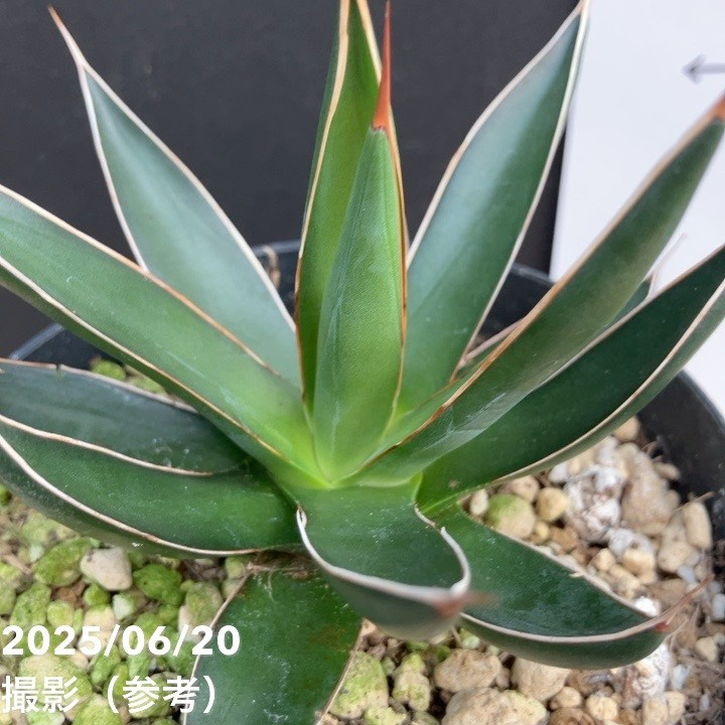 アガベ 3.5号 オカフィ|観葉01-D1