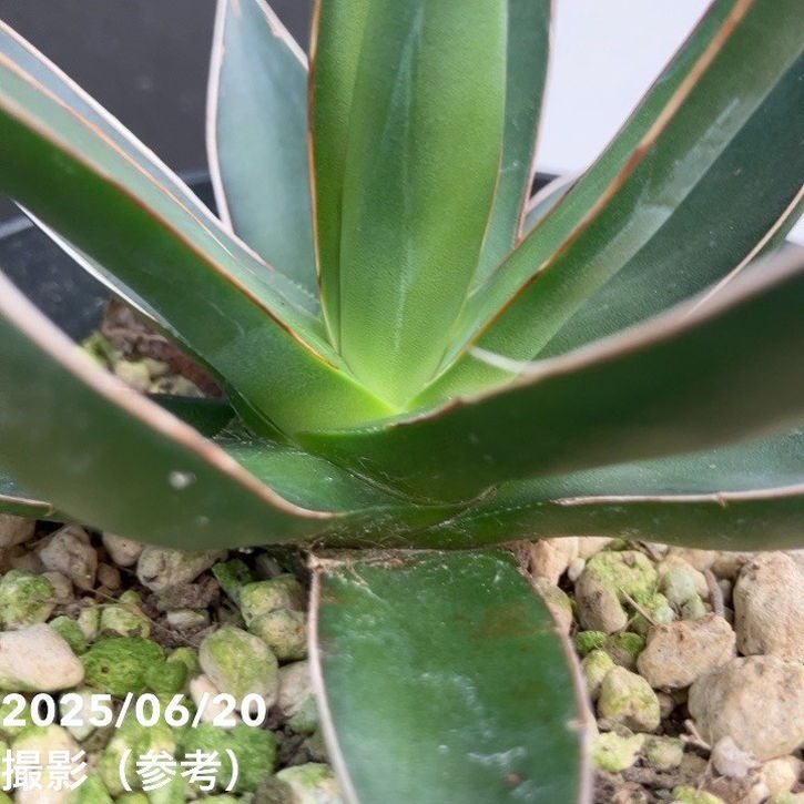 アガベ 3.5号 オカフィ|観葉01-D1