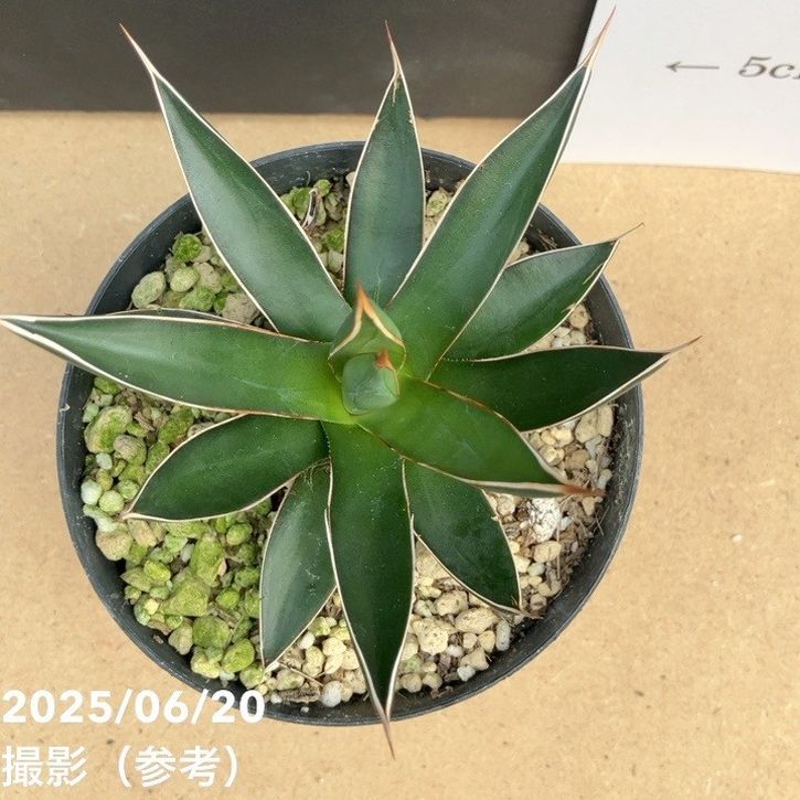 アガベ 3.5号 オカフィ|観葉01-D1