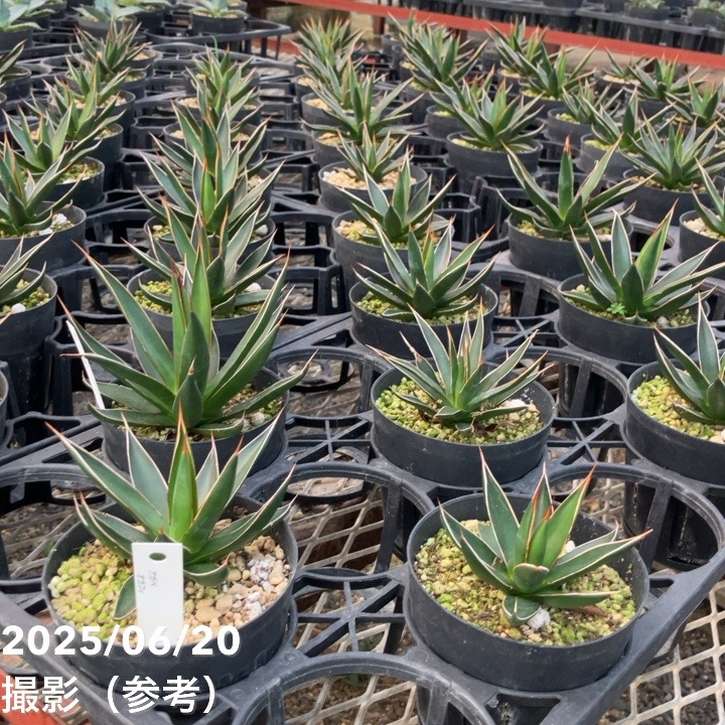 アガベ 3.5号 オカフィ|観葉01-D1