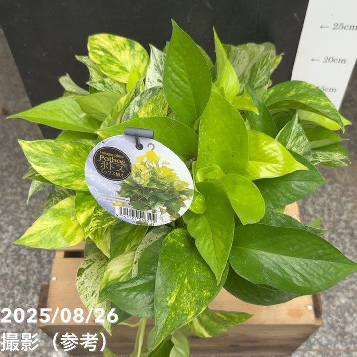 ポトス ミックス植え 5号｜観葉04-PA | 観葉・多肉,ポトス | 赤塚