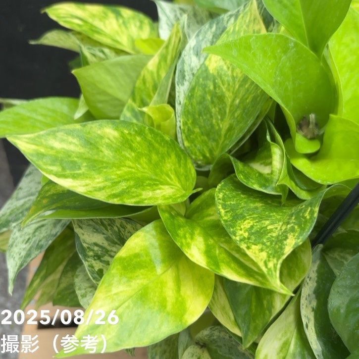 ポトス ミックス植え 5号｜観葉04-PA | 観葉・多肉,ポトス | 赤塚