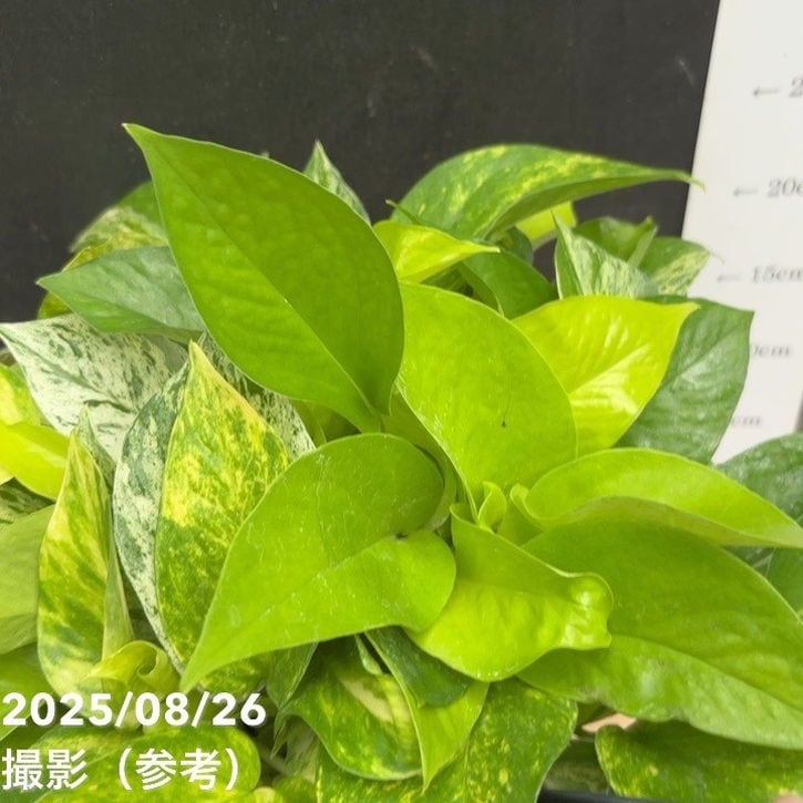 ポトス ミックス植え 5号｜観葉04-PA | 観葉・多肉,ポトス | 赤塚