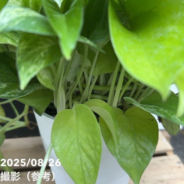 ポトス ミックス植え 5号｜観葉04-PA | 観葉・多肉,ポトス | 赤塚