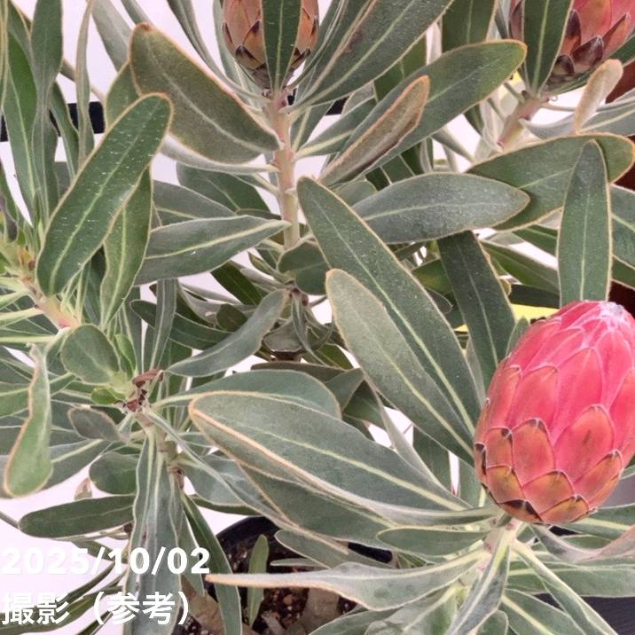 現品お届け】プロテア スペシャルピンクアイス（3花付き）6号（1