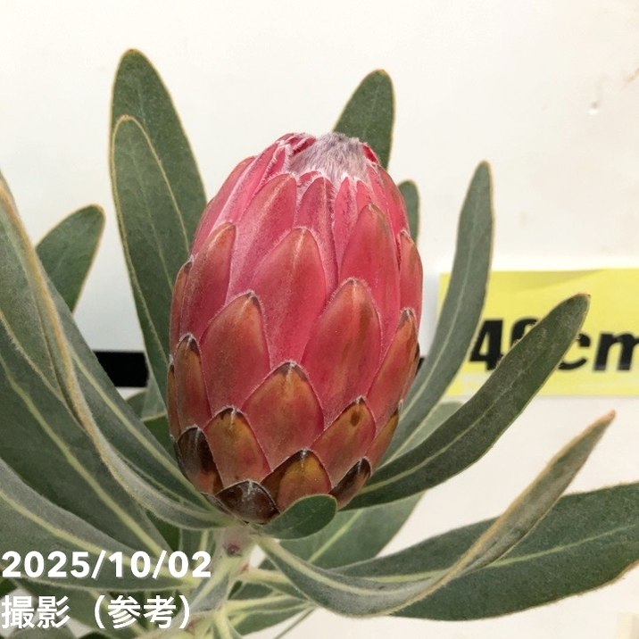 現品お届け】プロテア スペシャルピンクアイス（3花付き）6号（1