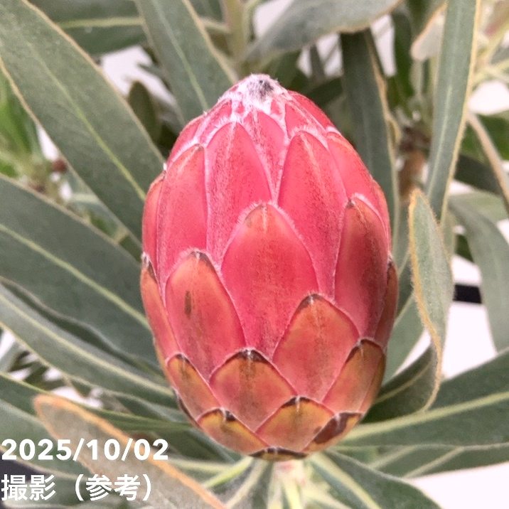 プロテア：スペシャルピンクアイス【現品③】（6号）プロテア苗　ネイティブプランツ 現品お届け】プロテア スペシャルピンクアイス（3花付き）6号（1